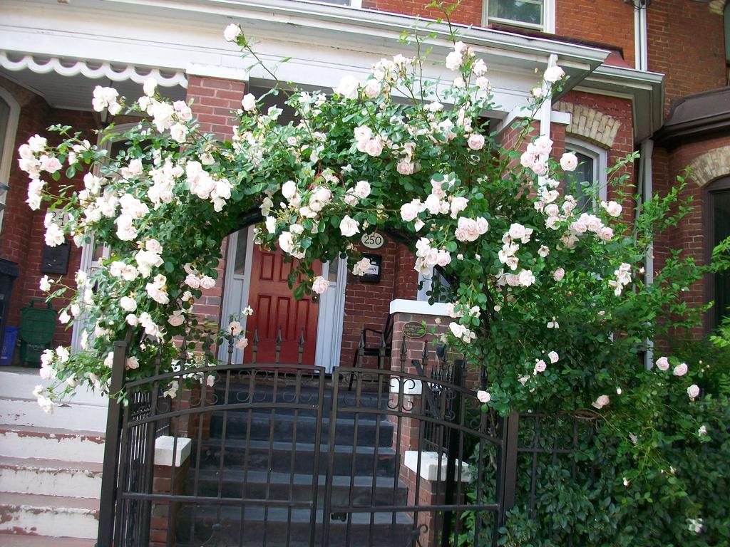 Comfy Guesthouse & Suite Toronto Exterior photo
