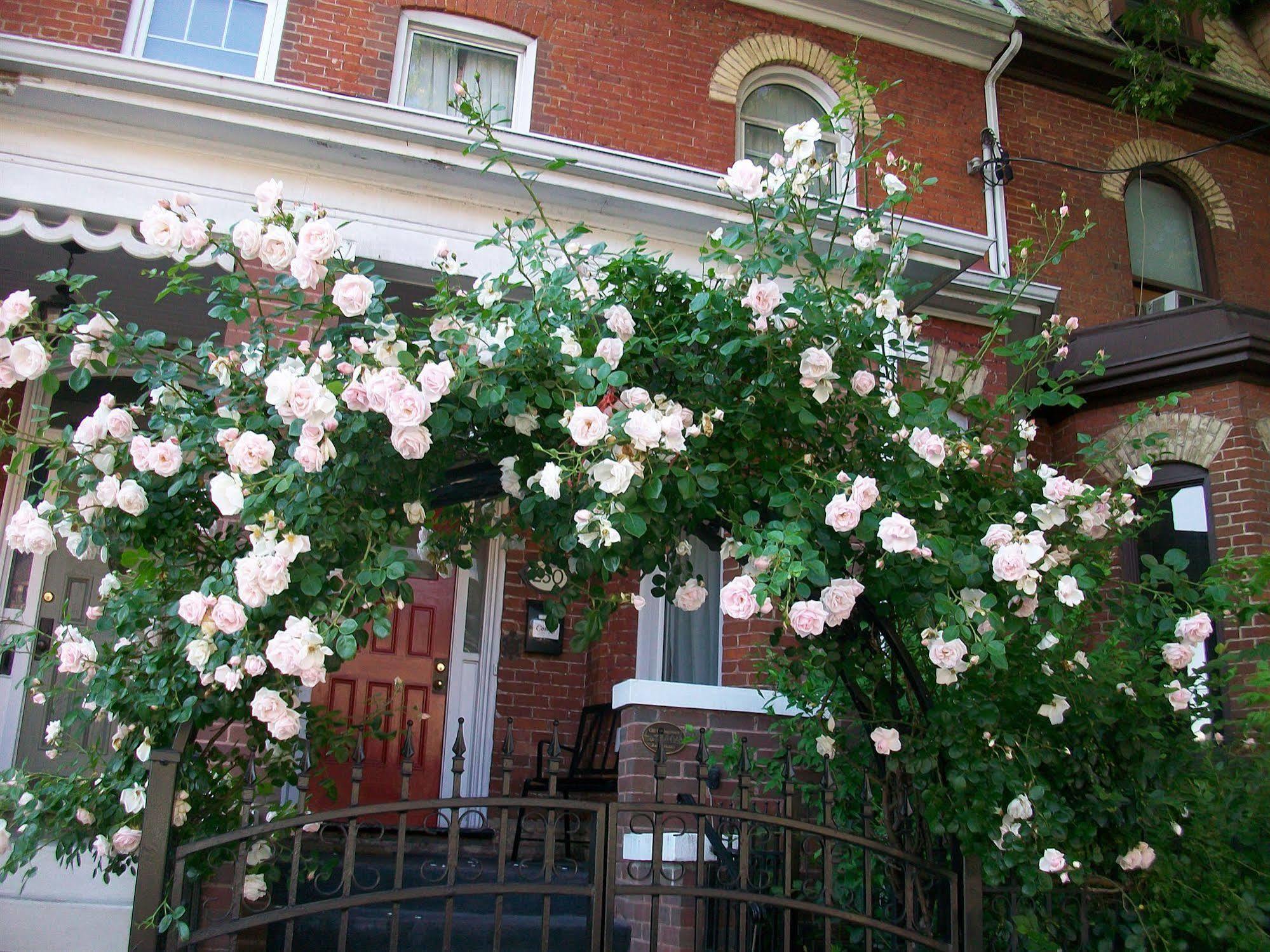 Comfy Guesthouse & Suite Toronto Exterior photo